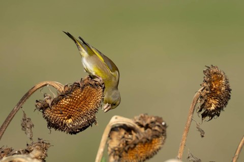 Eurasian greenfinch (Chloris chloris) adult garden bird feeding on sunflower seedhead seeds in