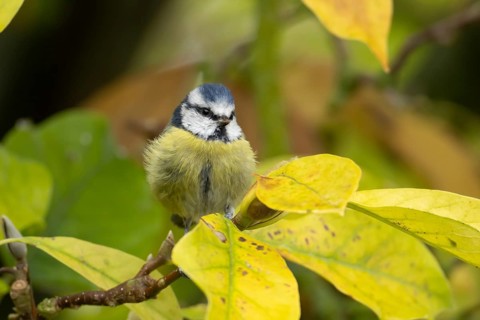 Blue tit (Cyanistes caeruleus) adult garden bird on a magnolia tree branch with autumn colour