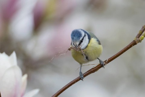 Blue tit (Cyanistes caeruleus) adult garden bird on a magnolia tree branch with spring blossom with