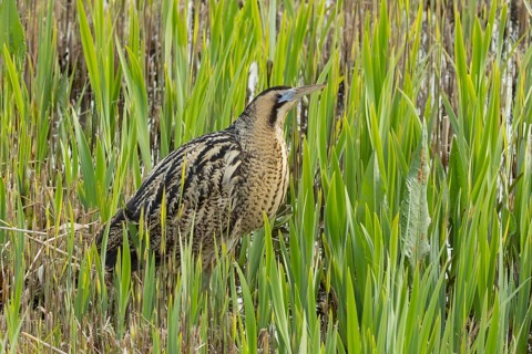 Eurasian or Great bittern (Botaurus stellaris) adult bird in a reedbed in spring, RSPB Minsmere