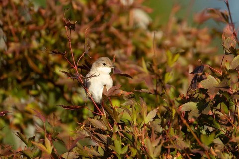 Lesser whitethroat (Curruca curruca) adult bird on a garden shrub with red autumn colour leaves,