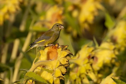 Eurasian greenfinch (Chloris chloris) adult garden bird feeding on sunflower seedhead seeds in