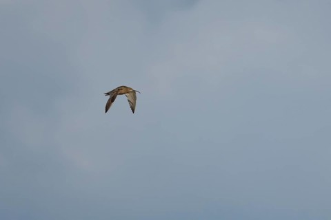 Eurasian curlew (Numenius arquata) adult wader bird flying in summer, England, United Kingdom