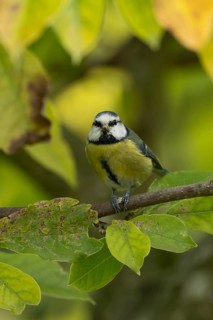 Blue tit (Cyanistes caeruleus) adult garden bird on a magnolia tree branch with autumn colour