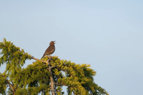Song thrush (Turdus philomelos) adult male bird singing on a fir tree in spring, England, United