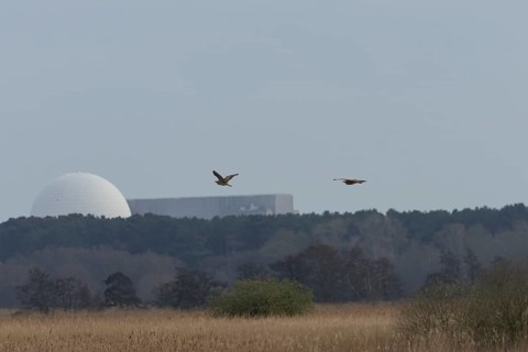 Eurasian or Great bittern (Botaurus stellaris) two adult birds flying over in a reedbed in spring
