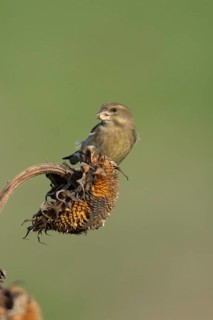 Eurasian greenfinch (Chloris chloris) adult garden bird feeding on sunflower seedhead seeds in