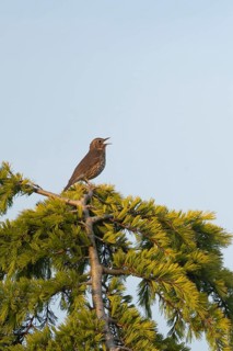 Song thrush (Turdus philomelos) adult male bird singing on a fir tree in spring, England, United