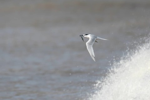 Sandwich tern (Thalasseus sandvicensis) adult bird flying over the sea with a fish in its beak in