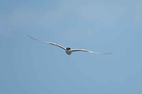 Sandwich tern (Thalasseus sandvicensis) adult bird flying with a fish in its beak in summer,