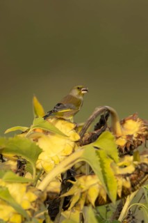 Eurasian greenfinch (Chloris chloris) adult garden bird feeding on sunflower seedhead seeds in