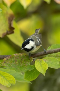 Coal tit (Periparus ater) adult garden bird on a magnolia tree branch with autumn colour leaves,