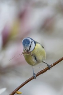 Blue tit (Cyanistes caeruleus) adult garden bird on a magnolia tree branch with spring blossom with