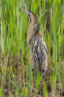 Eurasian or Great bittern (Botaurus stellaris) adult bird in a reedbed in spring, RSPB Minsmere