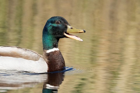Mallard duck (Anas platyrhynchos) adult male bird quacking or calling on a lake in spring, England,