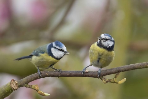 Blue tit (Cyanistes caeruleus) two adult garden birds on a magnolia tree branch in spring, England,