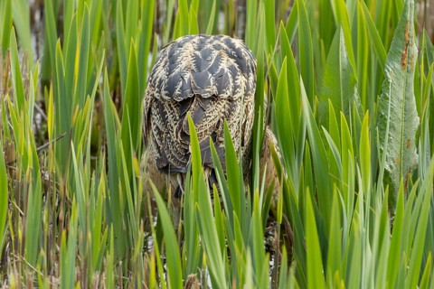 Eurasian or Great bittern (Botaurus stellaris) adult bird booming or calling in a reedbed in