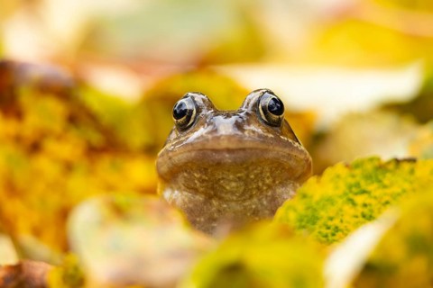 Common frog (Rana temporaria) adult amphibian on fallen autumn leaves in a garden, England, United