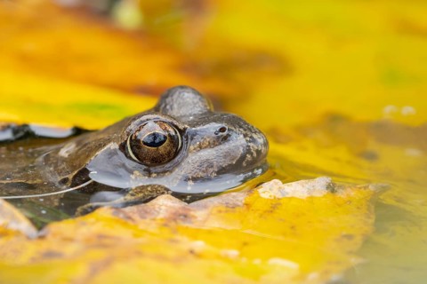Common frog (Rana temporaria) adult amphibian on the water surface of a pond with fallen autumn