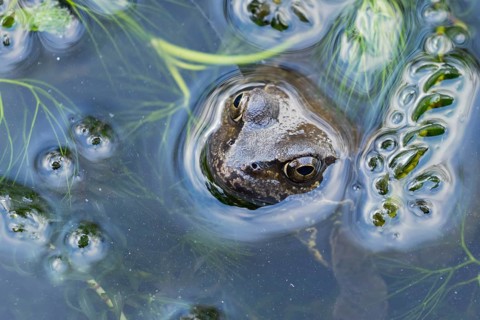 Common frog (Rana temporaria) adult amphibian on the water surface of a pond, England, United