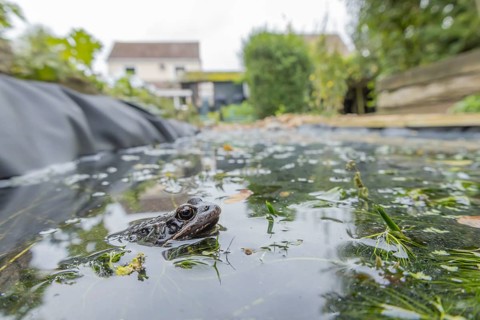 Common frog (Rana temporaria) adult amphibian on the water surface of a garden pond amongst pond