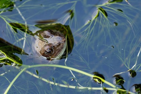 Common frog (Rana temporaria) adult amphibian on the water surface of a pond amongst pond weed,