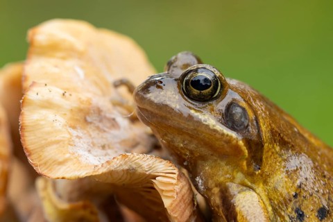 Common frog (Rana temporaria) adult amphibian on a fungi in autumn, England, United Kingdom