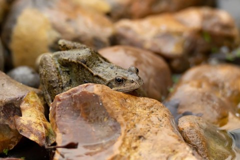 Common frog (Rana temporaria) adult amphibian on stones by a garden pond, England, United Kingdom