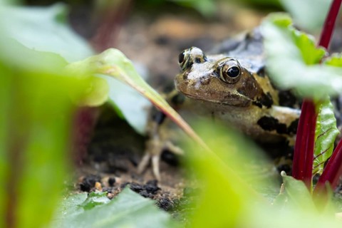 Common frog (Rana temporaria) adult amphibian in a garden vegetable patch with beetroot, England,