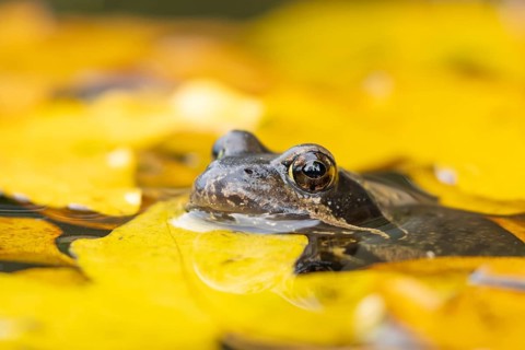 Common frog (Rana temporaria) adult amphibian on the water surface of a pond with fallen autumn