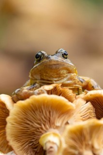 Common frog (Rana temporaria) adult amphibian on a fungi in autumn, England, United Kingdom