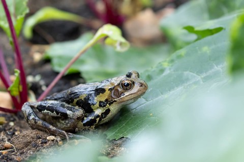 Common frog (Rana temporaria) adult amphibian in a garden vegetable patch, England, United Kingdom
