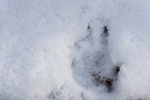 European hedgehog (Erinaceus europaeus) adult animal foot print in snow in winter, England, United