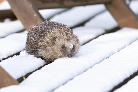 European hedgehog (Erinaceus europaeus) adult animal walking on snow covered garden wooden decking