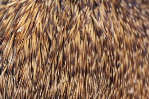 European hedgehog (Erinaceus europaeus) adult animal close up of its spines, England, United
