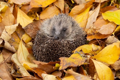 European hedgehog (Erinaceus europaeus) adult animal curled in a ball resting on a pile of fallen