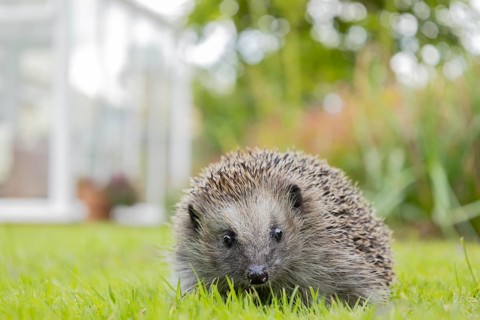 European hedgehog (Erinaceus europaeus) adult animal on a garden grass lawn with a house in the