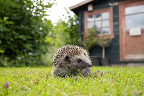 European hedgehog (Erinaceus europaeus) adult animal on a garden grass lawn with a shed in the