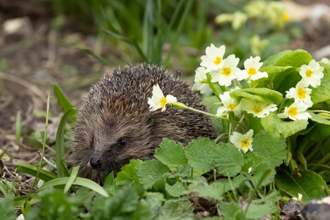 European hedgehog (Erinaceus europaeus) adult animal in a garden with wild Primrose flowers in