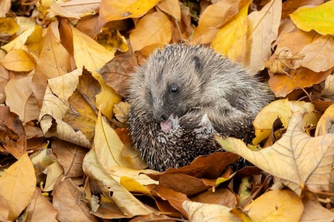 European hedgehog (Erinaceus europaeus) adult animal self anointing or salivating itself on fallen