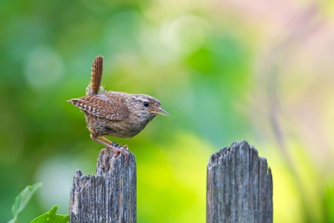 Wren (Troglodytes troglodytes), close-up, adult bird sitting on wooden garden fence in the sun