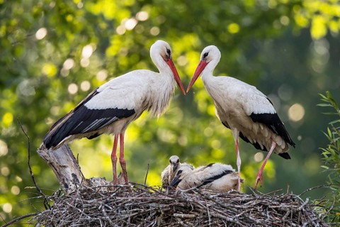 White stork (Ciconia ciconia), breeding pair with male and female in a sunny riparian forest