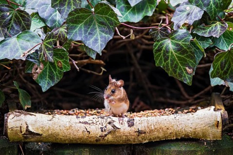 Wood mouse (Apodemus sylvaticus), standing cutely upright on its hind legs at a bird feeder between