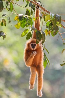 White-handed gibbon (Hylobates lar), close-up, adult climbs and hangs one-armed on a branch in the