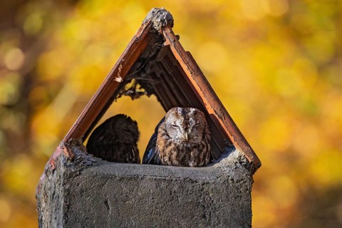 Tawny owl (Strix aluco), breeding pair with male and female resting in the sun in a chimney as a