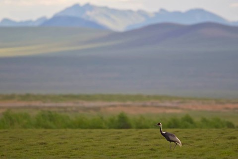 White-naped crane (Antigone vipio), adult bird running in Mongolian steppe across green meadow with
