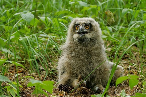 Eurasian Eagle-owl (Bubo bubo), close-up, young bird not yet able to fly in down plumage sitting on