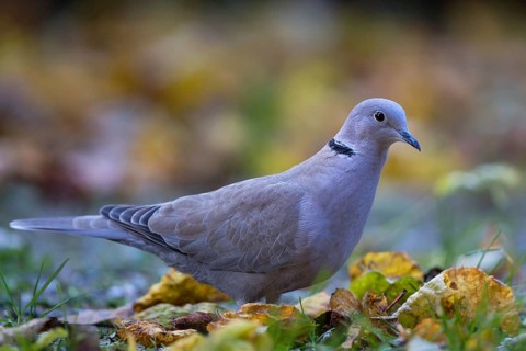 Eurasian collared dove (Streptopelia decaocto), close-up, adult bird walking in the sun between