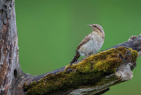 Wryneck (Jynx torquilla), close-up, adult bird sitting on a mossy branch in front of a hollow in a
