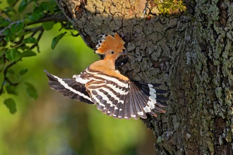 Hoopoe (Upupa epops), adult bird flying in shaking flight in front of apple tree with open wing and